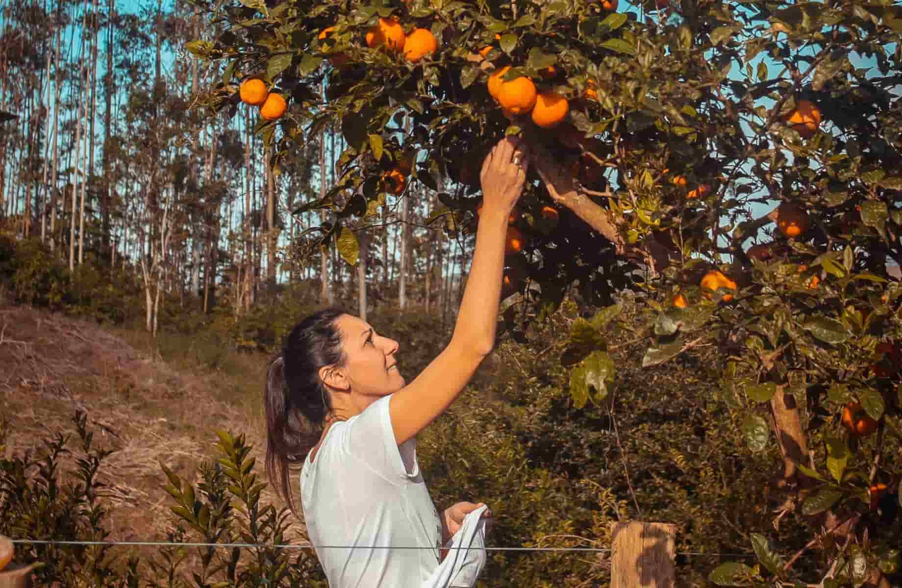 дівчина збирає апельсини
